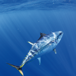 NSW Fisheries