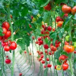 tomato ripening