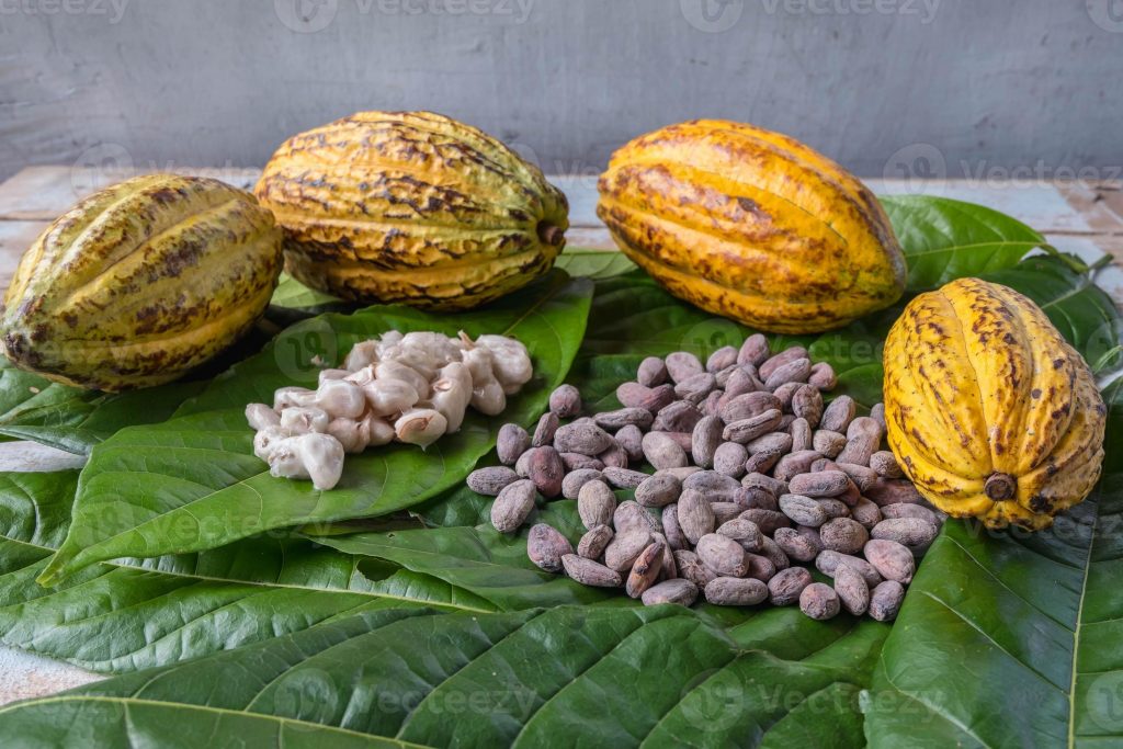 cocoa pods