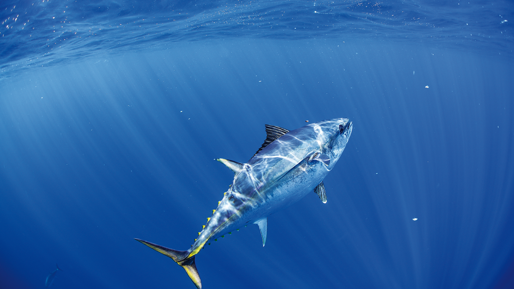 NSW Fisheries