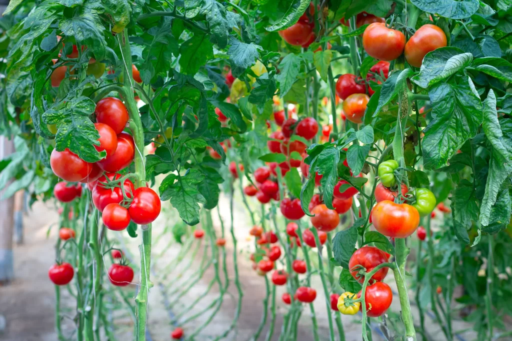 tomato ripening